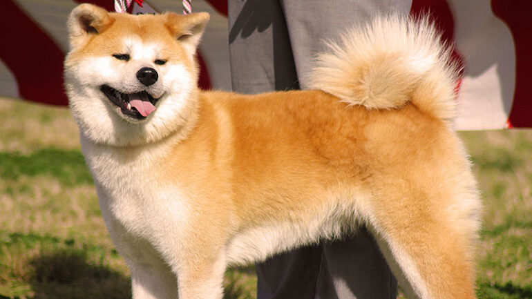 Kaiju Kennels – Japanese Akita and Hokkaido Breeder in Washington